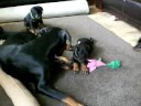Russkaja Mechta I-litter at 5 weeks