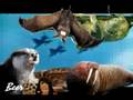 Mikey Darnell Shopping Animal Luke Rebecca Big Brother 9 200