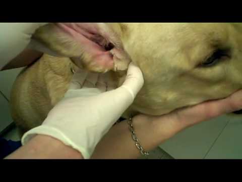 How To Clean A Dog’s Ears – In Detail
