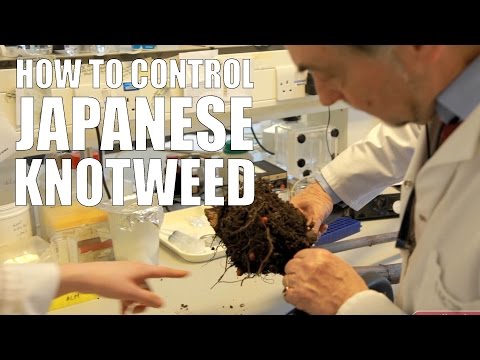 how to eliminate japanese knotweed
