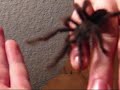 Jumping Avicularia avicularia \"Pink toe\" Jumping Avicularia avicularia \"Pink toe\"