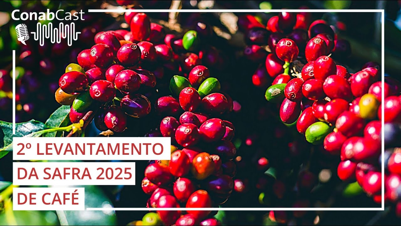 Produção de café apresenta recuperação de 2,7% em 2025, estimada em 55,7 milhões de sacas