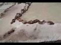 Guarda video