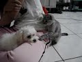 Kitty Disturb Doggy Kitty Disturb Doggy