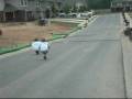 videos de Downhill Racing
