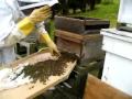 bee-swarm-pt-2