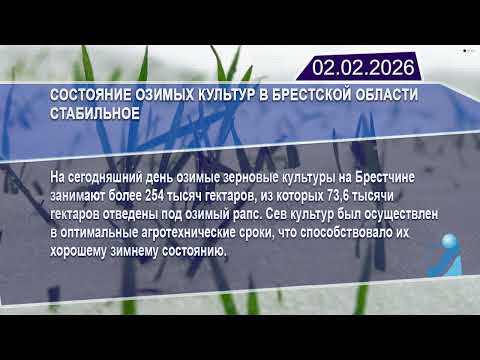 Новостная лента Телеканала Интекс 02.02.26.