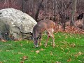 Young Deer in Backyard