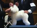 The 2008 Bichon Frise National Specialty Dog Show