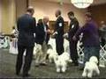 The 2008 Bichon Frise National Specialty Dog Show