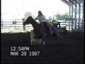videos de JW KENTUCKY WILDCAT 97 FUT CHAMP IN FOAL TO JB