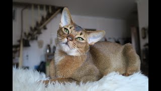 Abyssinian Cat Compilation