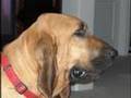 Bloodhound video