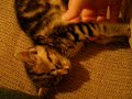 Lazy Kiity