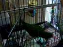 Pepper decluttering his cage