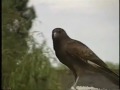 HAWK - CHIMANGO