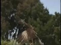 HAWK - CHIMANGO HAWK - CHIMANGO