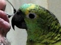 Parrot Ozzie Papagaio falante comedor de orelha !!
