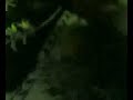 رقص امرأة في مجلس رافضة شيعة