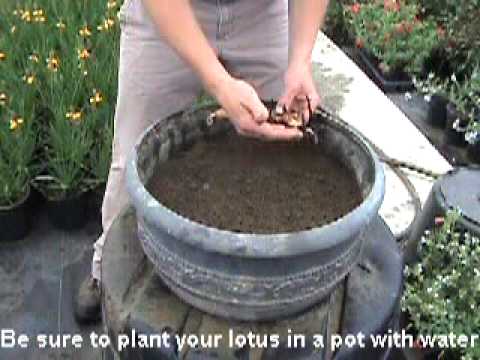 How to plant a lotus