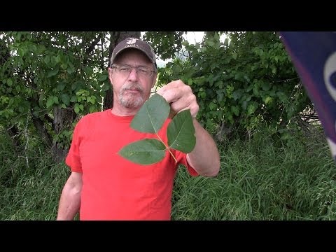 how to treat oozing poison ivy