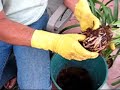 Repotting Cymbidiums Repotting Cymbidiums