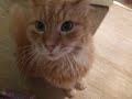 GINGER CAT NAMED BERTIE by chito salarza-grant