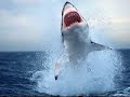 the king of sea megalodon the king of sea megalodon