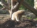 Knut,Papi und die Schaufel und Knut beim fressen und spielen