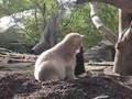 Knut,Papi und die Schaufel und Knut beim fressen und spielen