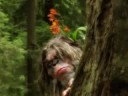 Bigfoot Reunion in the Redwoods (in HQ)