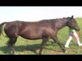 Five K Husler 2008 foals