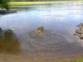 Bullmastiff video