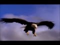 Tribute to Eagle MoPo.ca