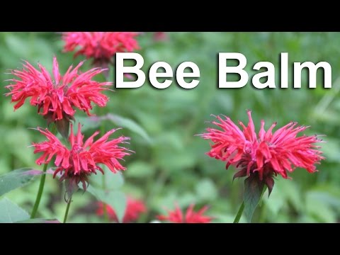 how to harvest use bee balm