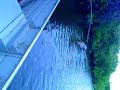 Feeding Piranhas to Alligators