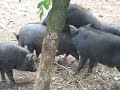 pigs pigs