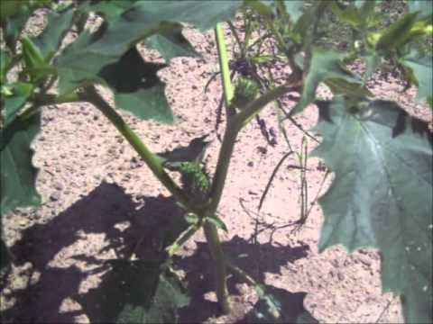 how to grow jimson weed