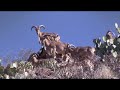 Aoudad Convention: Delegates on the floor.