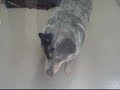 Juan A102541 Humane Society Adopt
