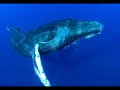 No a la caza de ballenas