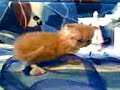 persian kitten cute! 4 weeks