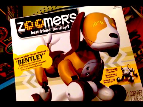how to train zoomer bentley