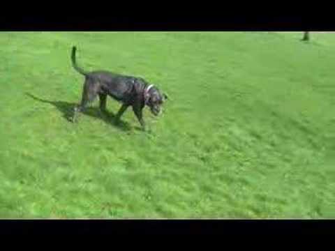 cane corso
