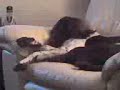 My Dog Max My Dog Max