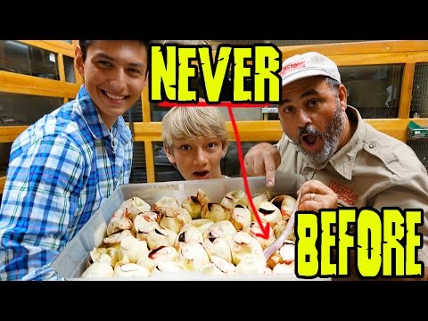 YouTube reptile video