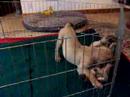 GOLDLEAF MASTIFF - Carson and Monty baby video 03/01/2006