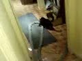 Strype chasing dirt in the vacuum cleaner 1