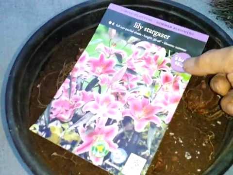 how to replant stargazers