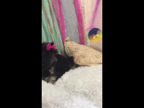 Charming little Shihpoo girl